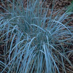 Agropyron magellanicum